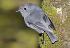Robin South Island 2.jpg